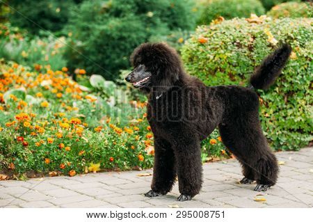 Beautiful Young Black Standard Poodle Dog Outdoor Standing Near Flower-bed In Park