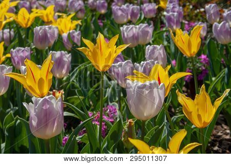 Beautiful Yellow, Purple And White Tulips With Green Leaves, Blurred Background In Tulips Field Or I