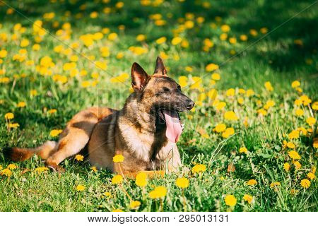 Malinois Dog Sitting Outdoors In Green Spring Meadow With Blooming Dandelion Flowers. Belgian Shephe