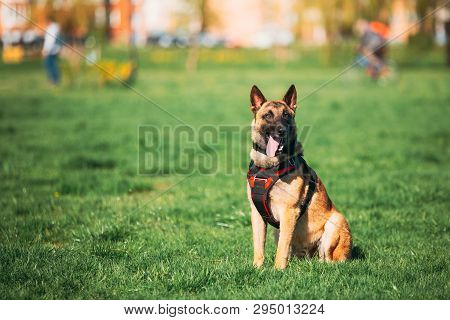Malinois Dog Wears In Special Clothes Sitting Outdoors In Green Spring Meadow. Belgian Shepherd Dog 