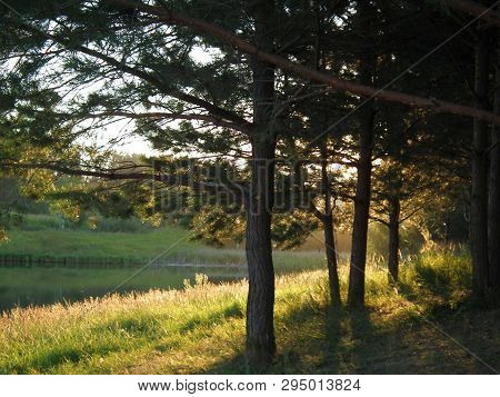 Summer Evening. The Rays Of The Setting Sun Penetrate The Leaves Of The Trees And Scatter Over The L