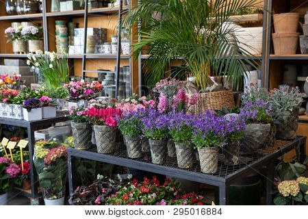 Springtime Blooming Potted Campanula Muralis Or Violet Bellflowers And Other Plants On The Shelfs Of