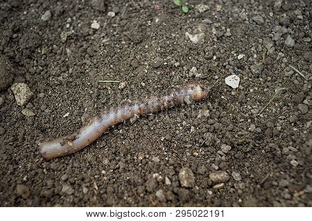 Worm In The Garden - Natural Bio Culture