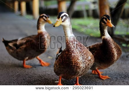 Three Wild Ducks Walking On Asphalt In The Zoo Go To Meet The Camera