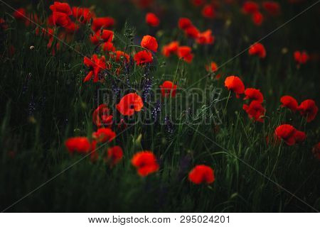 Poppy Field In Spring. Panoramas Of Flowering Spring Poppies Among The Wheat Field In The Background