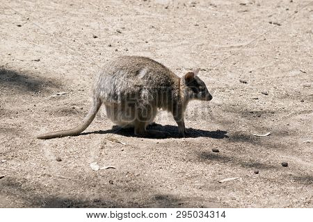The Red Necked Pademelon Has A Joey In Her Pouch