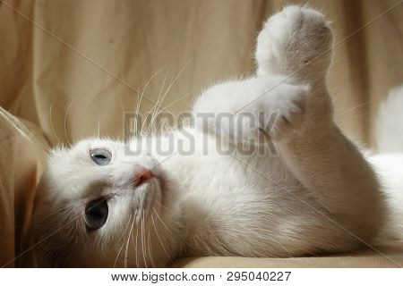 Cute white cat portrait