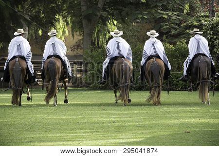 Demonstration Of The Peruvian Paso Horse Mounted By His Chalan. Peru