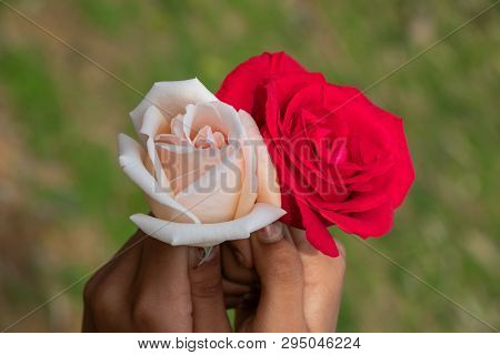 Red And White Rose Togetter Hold By Girl In Sunny Day