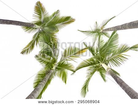 Plam trees isolated on the white background,this view looks upward from land.