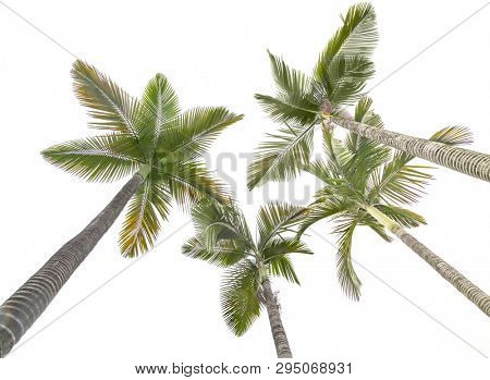 Plam trees isolated on the white background,this view looks upward from land.