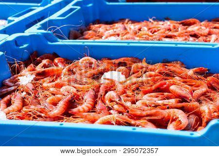Blue Plastic Containers, Catch Of Sea Royal Shrimp