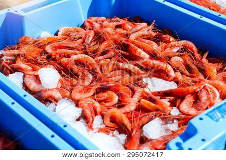 Blue Plastic Containers, Catch Of Sea Royal Shrimp