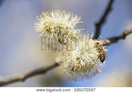 Honeybee On A Branch Full Of Pussy Willow Flowers Composition