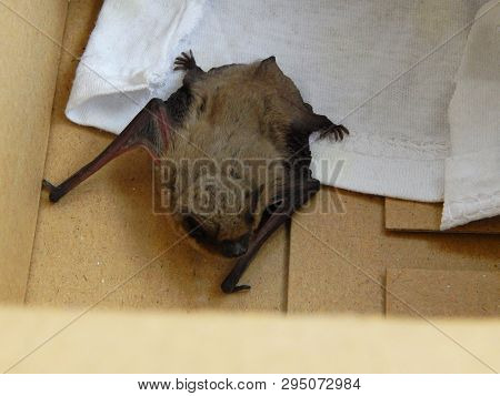 Cute Bat Pipistrellus Kuhlii  Warms Up After A 4-month Wintering In The Fridge. Love Animals Concept