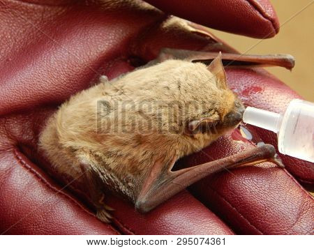Watering The Cute Pipistrellus Kuhlii Bat After 4 Months Of Wintering In The Fridge On Female Hands 