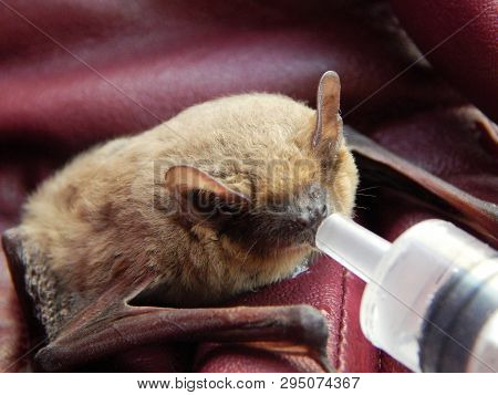 Watering The Cute Pipistrellus Kuhlii Bat After 4 Months Of Wintering In The Fridge On Female Hands 