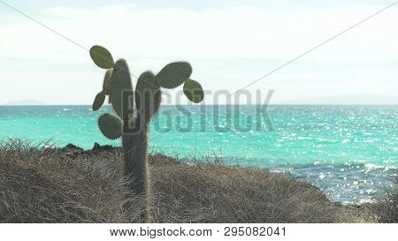 Pickly Pear Cactus At Bachus Beach On Isla Santa Cruz In The Galapagos