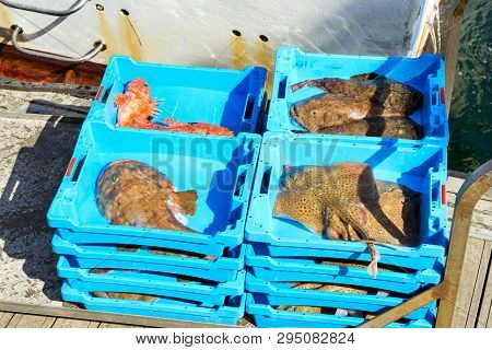 Catch Sea Redfish, Electric Stingray And Monkfish