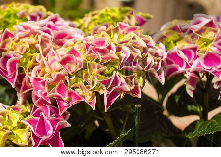 Pink harlequin hydrangea flowers growing in north east Italy