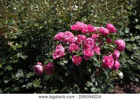 Rose Tree With Pink Roses In A Rose Garden
