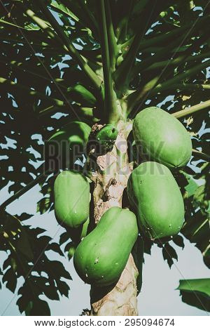 Papaya Tree With Fruits Grown On Organic Farm.