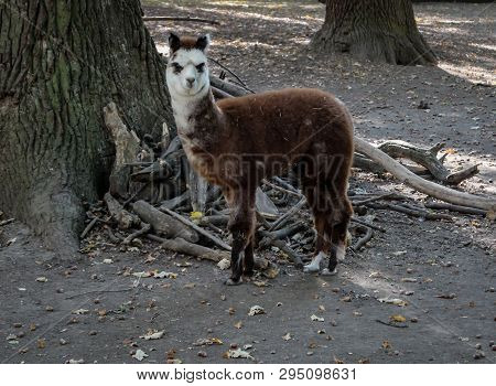 A Close Up Of A Llama Or Alpaca