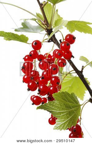 Bayas de grosella (Ribes rubrum) creciendo en una rama.