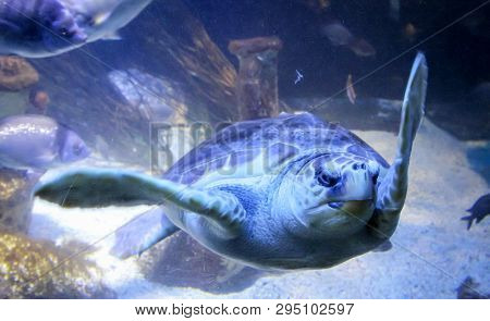 This Is A Close Up Of A Seeturtle