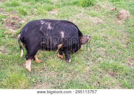 Pig Feeding On Grassy Field In Scotland