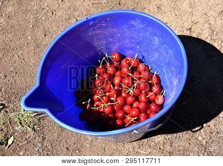 Basket With Sweet Ripe Cherries. Bunch Cluster Of Ripe Red Cherries And Green Leaves.  Handpicked Fr