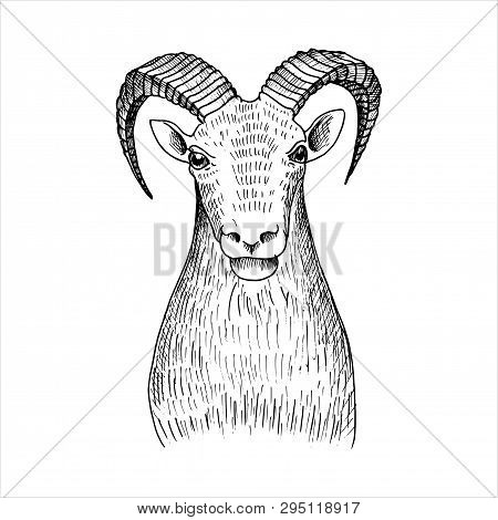 Vector Hand Drawn Head Of Mutton, Vintage Illustration