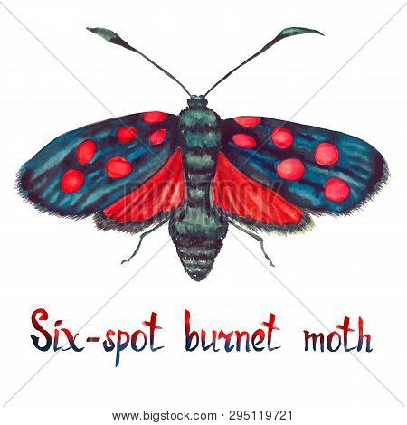 Six-spot Burnet Moth, Hand Painted Watercolor  Illustration With Handwritten Inscription