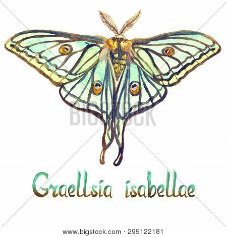 Graellsia Isabellae, Spanish Moon Moth, The Small Emperor Moth, Hand Painted Watercolor  Illustratio