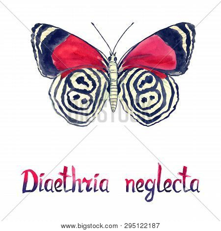 Diaethria Neglecta, Hand Painted Watercolor  Illustration With Handwritten Inscription