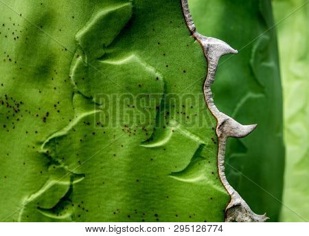Succulent Plant Close-up, Fresh Leaves Detail Of Agave Titanota Gentry