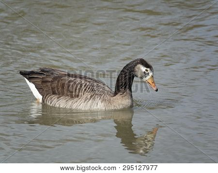 Canada Goose/ Greylag Goose Hybrid On Pond