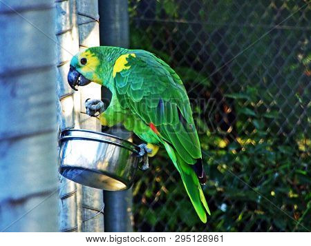 The Turquoise-fronted Amazon (amazona Aestiva) The Turquoise-fronted Parrot, The Blue-fronted Amazon