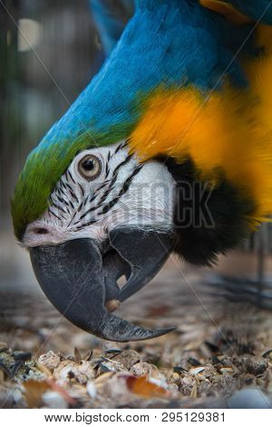 Blue And Yellow Macaw In A Cage