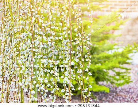 Pussy Willow Branches With Catkins. Blooming Spring Flowers. Blossom Salix Caprea Kilmarnock. Nature