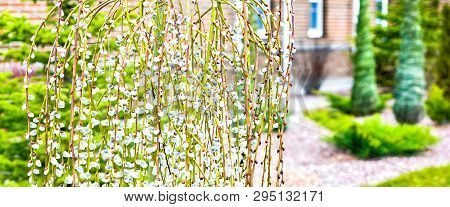 Pussy Willow Branches With Catkins. Blooming Spring Flowers. Blossom Salix Caprea Kilmarnock. Nature