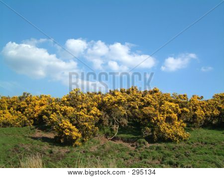 Gorse And Blue Sky