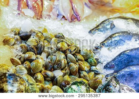 Set Of Venus Shell (meretrix Lyrata) Crushed Ice Freshness Preservation Marine Delicacies Fish Asia 