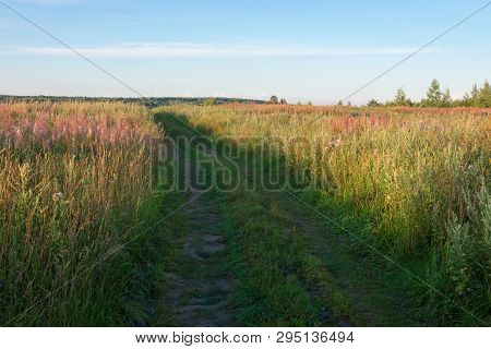 Field Grass Trail. Field Grass Trail On Colorful Background. Natural Green Grass Field Background. G