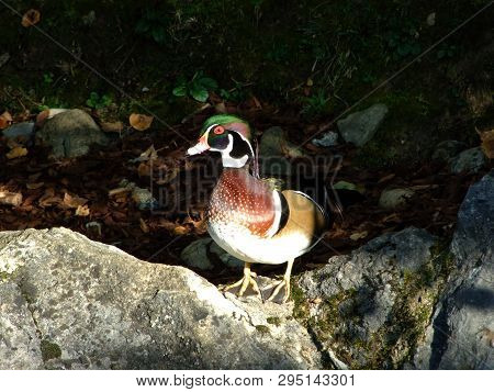 The Wood Duck (aix Sponsa) The Carolina Duck Or Die Brautente, Zoo In Gossau - Canton Of St. Gallen,