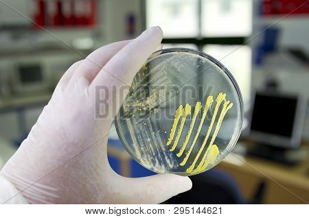 Colonies Of Different Bacteria And Mold Fungi Grown On Petri Dish With Nutrient Agar, Close-up View.