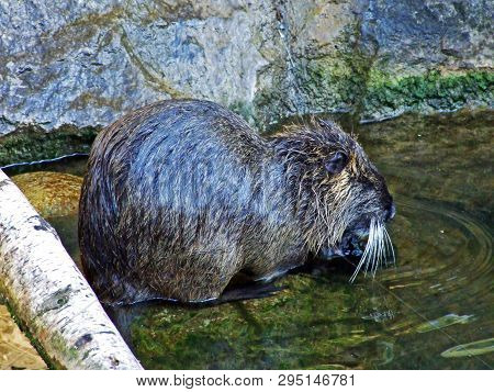 The Coypu (myocastor Coypus), Die Nutria, Biberratte, Sumpfbiber, Schweifbiber Or Schweifratte, Zoo 