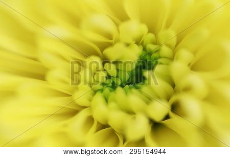 Colorful Chrysanthemum Flower Macro Shot. Chrysanthemum Yellow, Red, Purple Color Flower Background