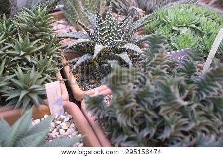 Succulent Plants In A Flowerpots. Houseplants Haworthia. Nature Background