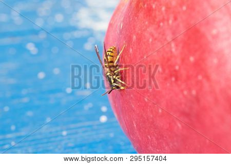 Wasp Sits On An Apple In Autumn